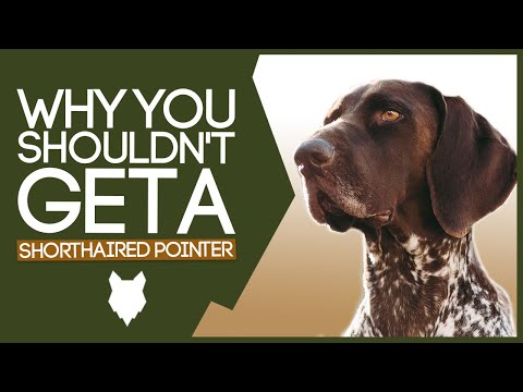 GERMAN SHORTHAIRED POINTER! 5 Reasons you SHOULD NOT GET A German Shorthaired Pointer Puppy!