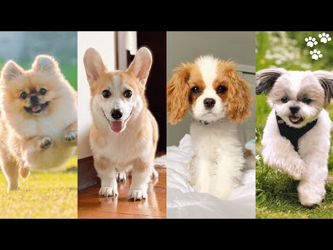 Small Dog breeds that Stay small [Top 10 Small Dog Breeds for Families]