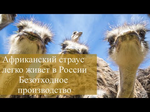 Африканские страусы в России. Их мясо, кожа, яйца и перья - безотходное производство