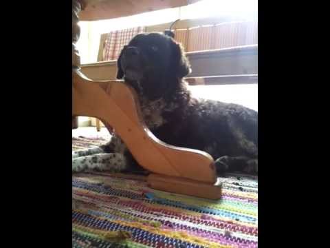 Setske - Friesischer Wetterhoun - singt beim Blockflöte spielen