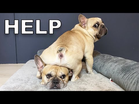 Things You CANT Have When You Own A French Bulldog