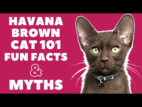 Havana Brown Cats 101 : Fun Facts &amp; Myths