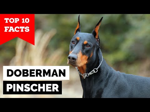 Doberman Pinscher - Top 10 Facts