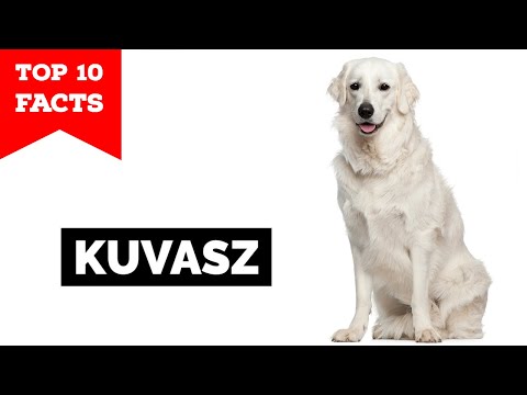 Kuvasz - Top 10 Facts