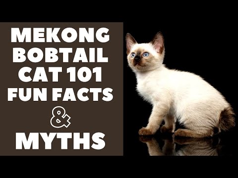 Mekong Bobtail Cats 101 : Fun Facts &amp; Myths