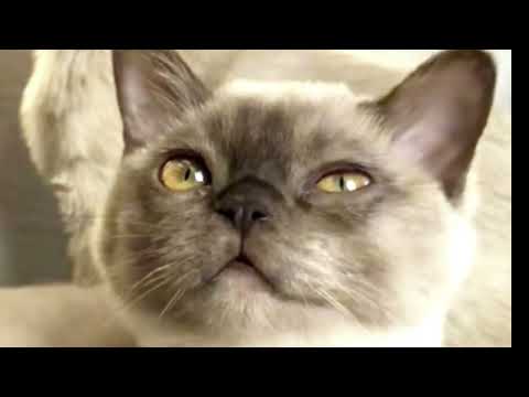 Asian Semi Longhair Cat Breeds ~ ✅😺 Animals Uq Channel