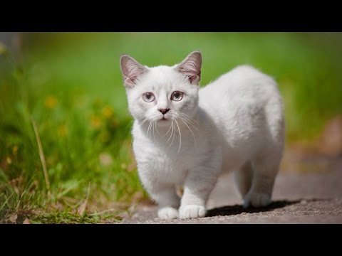 Уход за кошкой породы Манчкин, Породы кошек