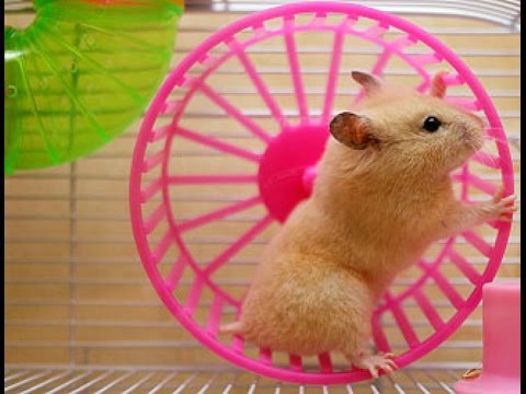 Как сделать бесшумное колесо для хомяка своими руками/Silent wheel for hamster with your own hands