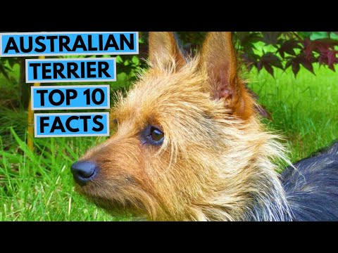 Australian Terrier - TOP 10 Interesting Facts