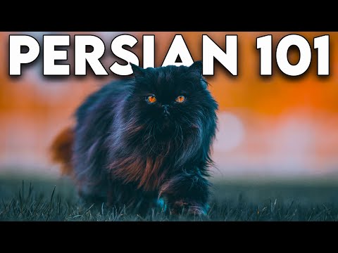 Persian Cat 101 - Literally Everything You Need To Know (Updated)