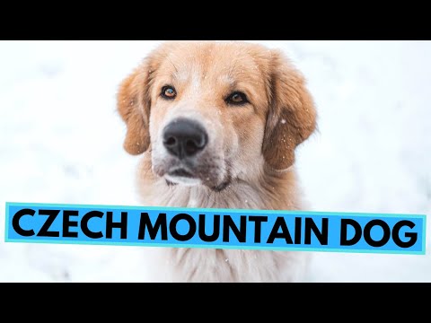 Czech Mountain Dog Breed - Facts and Information - Český Horský Pes