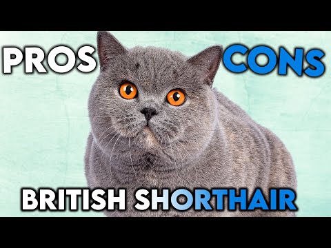 MUST-KNOW British Shorthair Cat PROS And CONS