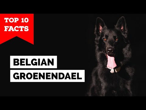 Belgian Groenendael - Top 10 Facts