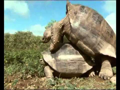 Парування слонових черепах DA1_Educational movie is used on batrachos.com