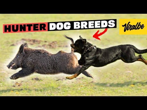 These Are 10 Best Hunting Dog Breeds
