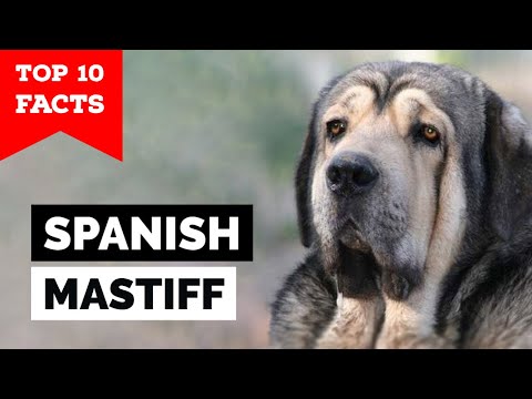 Spanish Mastiff - Top 10 Facts