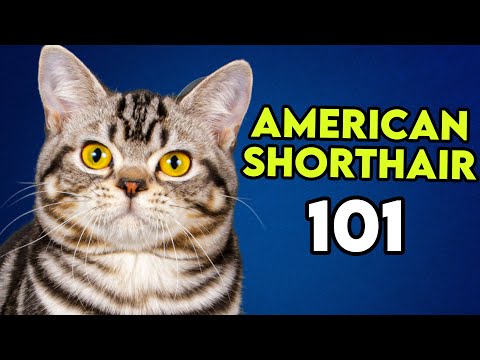 American Shorthair 101 - This Is What You Need To Know!