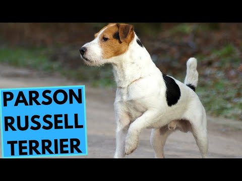 Parson Russell Terrier - TOP 10 Interesting Facts