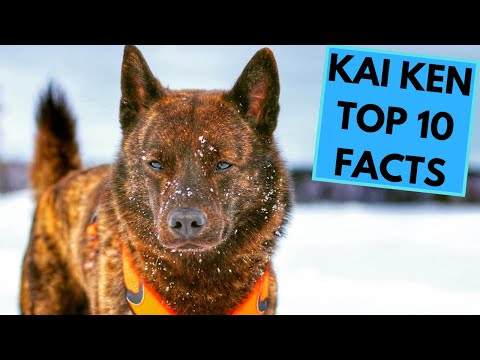 Kai Ken - TOP 10 Interesting Facts