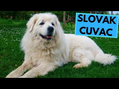 Slovak Cuvac - TOP 10 Interesting Facts
