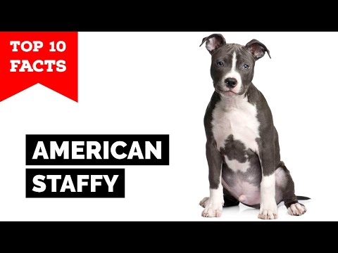 American Staffordshire Terrier - Top 10 Facts (Amstaff)