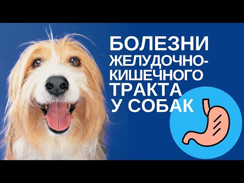 Болезни желудочно-кишечного тракта у собак