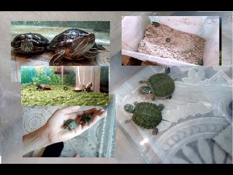 Как ухаживать за новорождёнными черепашатами красноухой черепахи