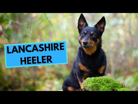Lancashire Heeler - TOP 10 Interesting Facts