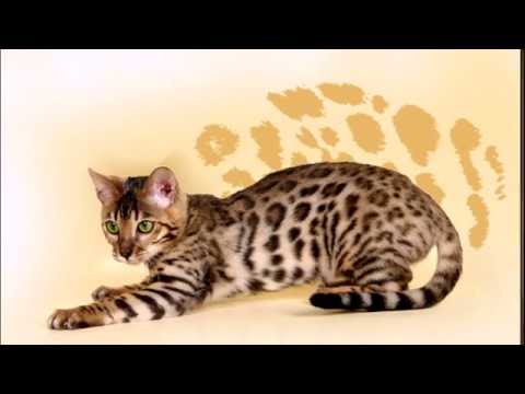 Asian Tabby Cat (Азиатская табби кошка)