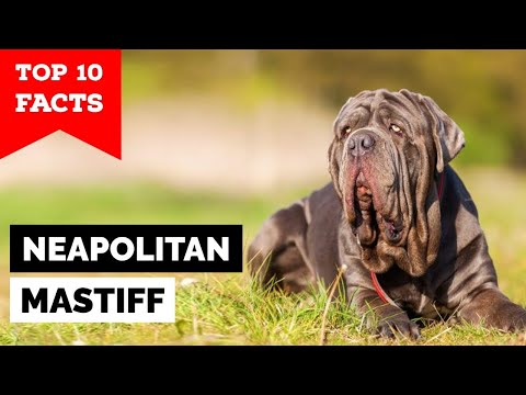 Neapolitan Mastiff - Top 10 Facts