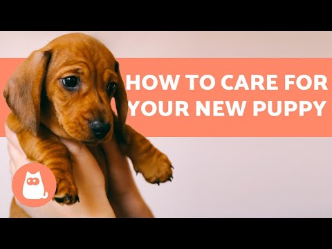 How to TAKE CARE of a PUPPY 🐶 Complete Guide to Puppy Care