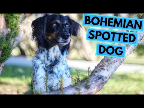 Bohemian Spotted Dog - TOP 10 Interesting Facts