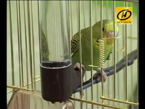 Волнистый попугай: смешная птичка, уход
