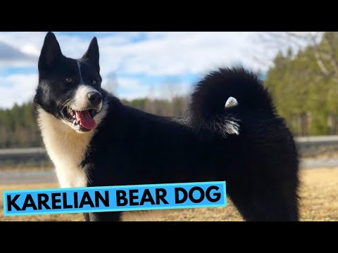 Karelian Bear Dog - TOP 10 Interesting Facts