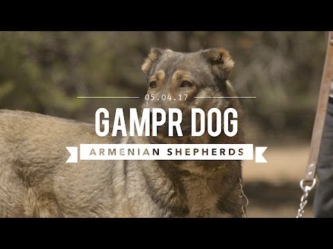 GAMPR DOG THE ARMENIAN LIVE STOCK GUARDIAN DOG