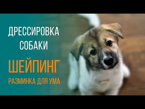 Дрессировка собаки с Татьяной Романовой. Шейпинг.