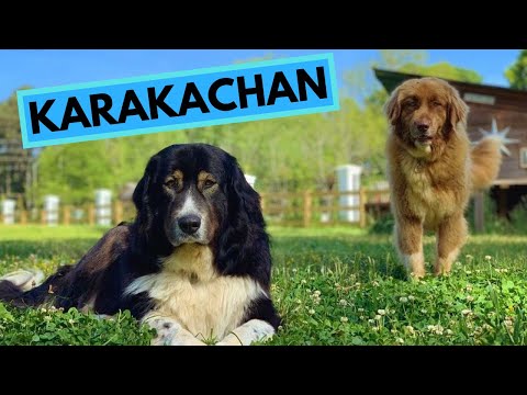 Karakachan Dog Breed - TOP 10 Interesting Facts