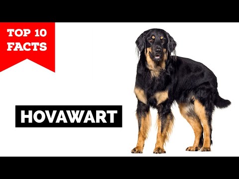 Hovawart - Top 10 Facts