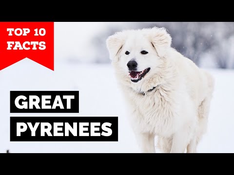 Great Pyrenees - Top 10 Facts
