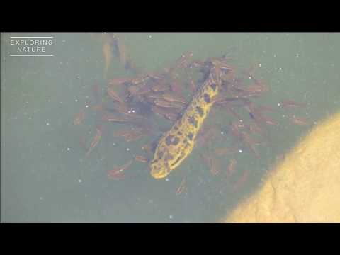 How fishes take care of their babies | Wildlife Documentary 2020 | Striped Snakehead fish Parenting.