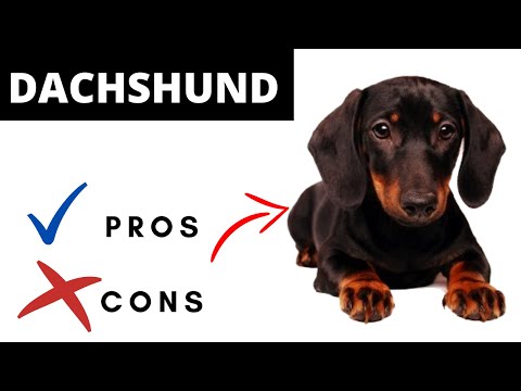 DACHSHUND - The Pros and Cons of Owning a SAUSAGE Dog