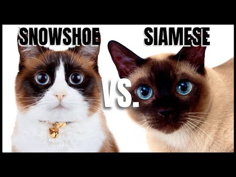 Snowshoe Cat VS. Siamese Cat