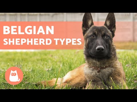 TYPES OF BELGIAN SHEPHERD - Names and Information