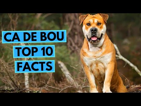 Ca de Bou - TOP 10 Interesting Facts
