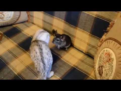 Cat and chinchilla - Кошка и Шиншилла - 猫とチンチラ
