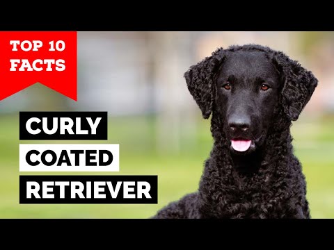 Curly Coated Retriever - Top 10 Facts