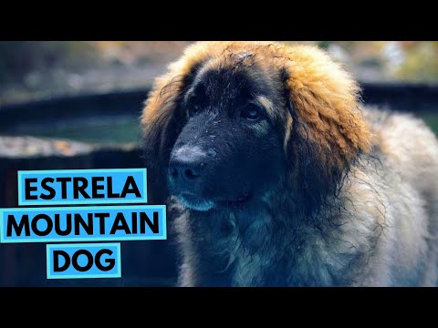 Estrela Mountain Dog - TOP 10 Interesting Facts