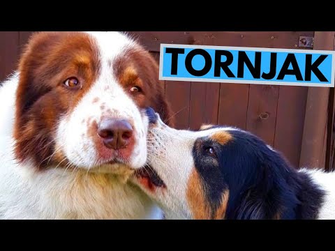 Tornjak Dog Breed - Facts and Information