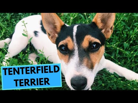 Tenterfield Terrier - TOP 10 Interesting Facts