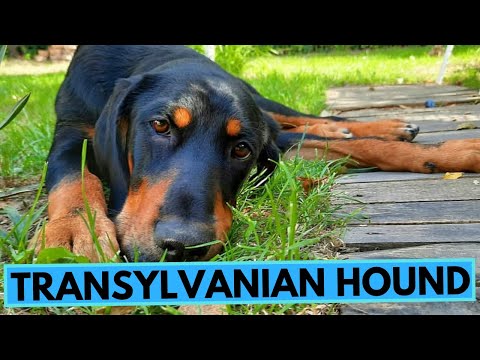 Transylvanian Hound - TOP 10 Interesting Facts